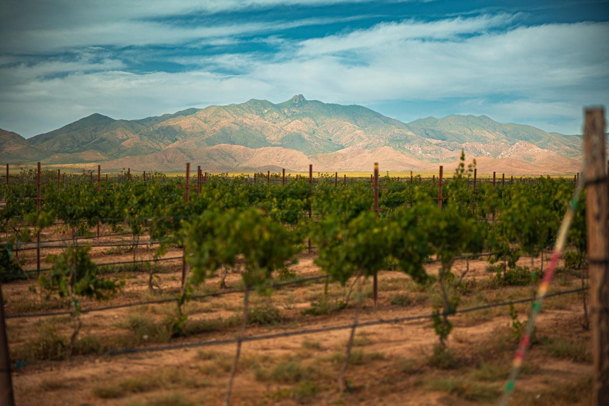 Casa Barbera At Tirrito Farm Villa Willcox Kültér fotó